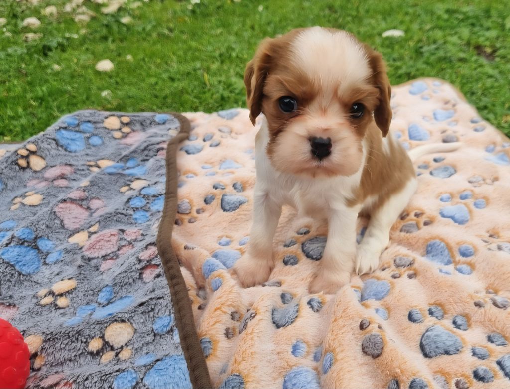 Du Petit Brillouard - Chiots disponibles - Cavalier King Charles Spaniel