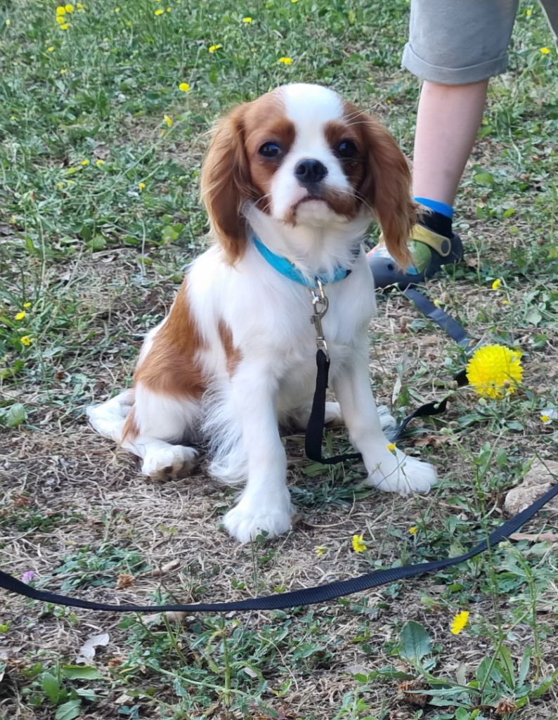 Du Petit Brillouard - Chiots disponibles - Cavalier King Charles Spaniel