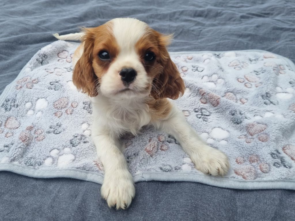 Du Petit Brillouard - Chiots disponibles - Cavalier King Charles Spaniel