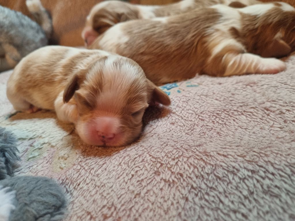 Du Petit Brillouard - Chiots disponibles - Cavalier King Charles Spaniel