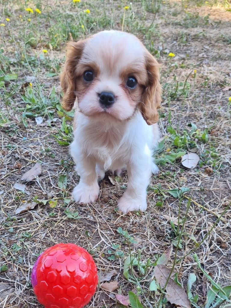 Du Petit Brillouard - Chiots disponibles - Cavalier King Charles Spaniel