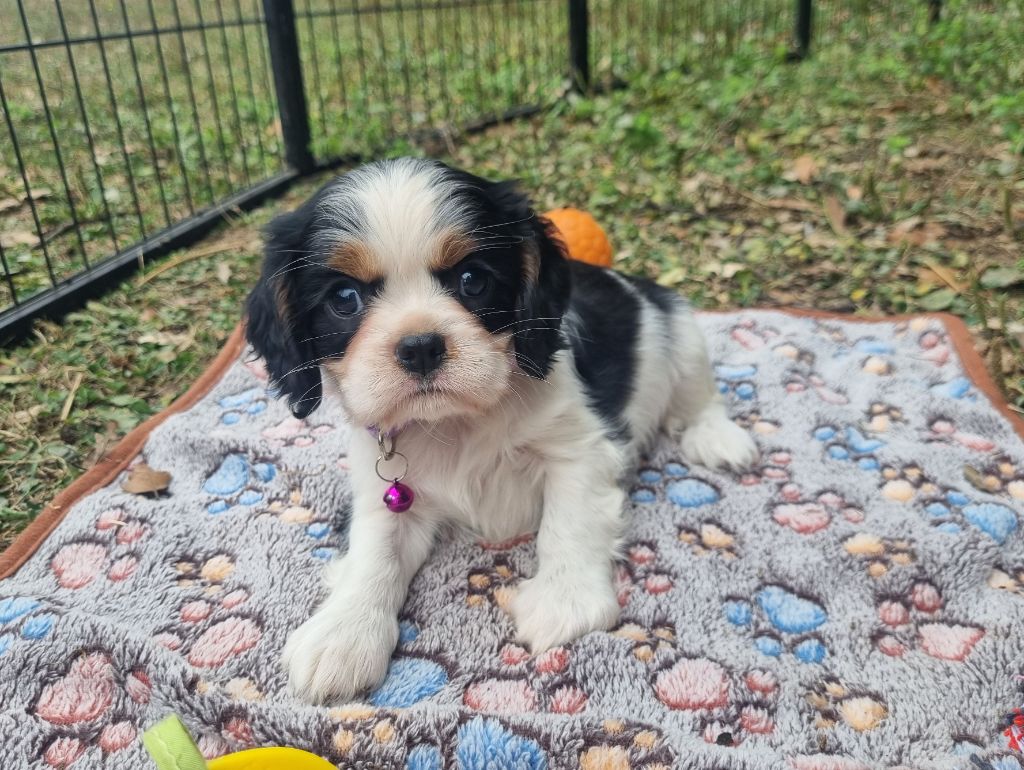 Du Petit Brillouard - Chiots disponibles - Cavalier King Charles Spaniel