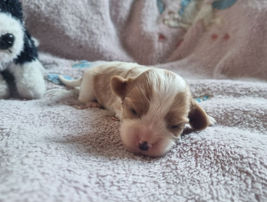 Du Petit Brillouard - Chiots disponibles - Cavalier King Charles Spaniel